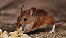 24 Hour & Emergency Exterminators in Hertford, NC